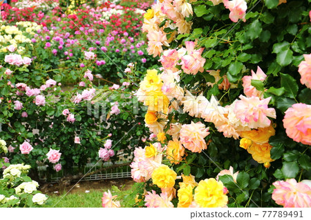 Ina Town, Kitaadachi District, Saitama Prefecture Rose Garden in full bloom at Ina Town System Enforcement Memorial Park 77789491