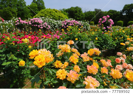 埼玉縣北足區伊那町玫瑰園在伊那町制度實施紀念公園盛開 77789502