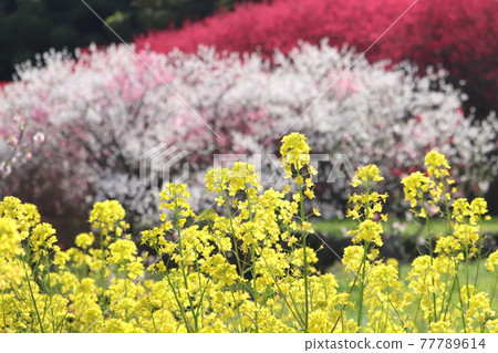 川澄村盛開的桃花 川澄村盛開的桃花 77789614