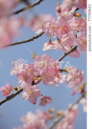 Kawazu cherry tree 77789643