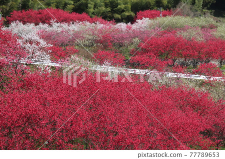 Flower peach blooming in Kawasumi village Flower peach blooming in Kawasumi village 77789653