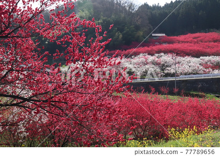 川澄村盛開的桃花 川澄村盛開的桃花 77789656