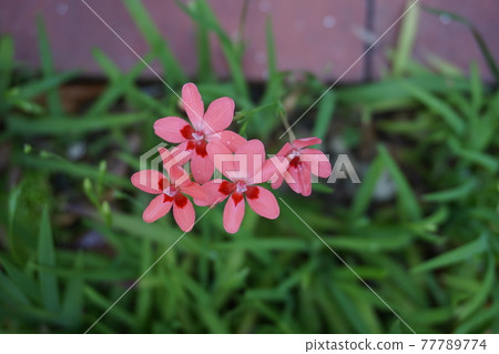 鳶尾花 77789774
