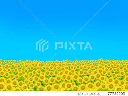 Sunflower field - Stock Illustration [77789905] - PIXTA