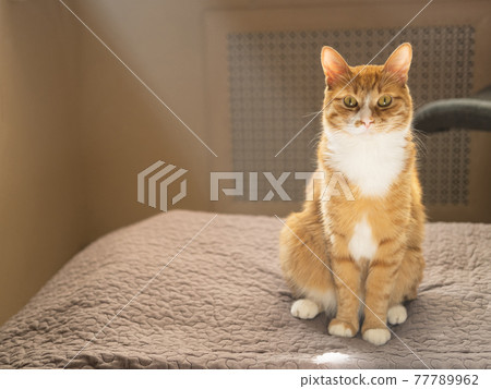 The red cat sitting straight on the gray bedcover in the sunbeams. The red cat sitting straight on the gray bedcover in the sunbeams. 77789962