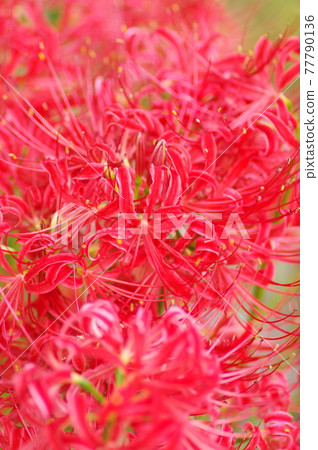 The red flowers of cluster amaryllis are in bloom. The scientific name is Lycoris radiata. 77790136