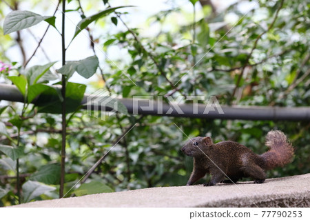 squirrel squirrel 77790253