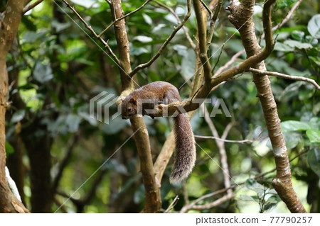 squirrel squirrel 77790257
