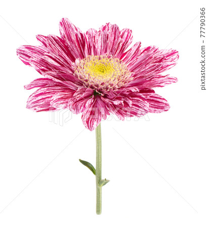 Modern pink gerbera Modern pink gerbera 77790366