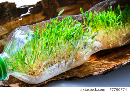 Young green plants in plastic bottle on tree bark. Ecology and Environmental conversation. Earth day concept. Global pollution of the planet. Seedling 77790774