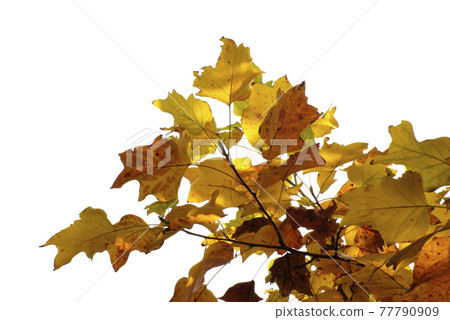 The autumn leaves of Urinoki (lily tree) are refreshing The autumn leaves of Urinoki (lily tree) are refreshing 77790909