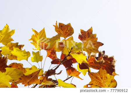 The autumn leaves of Urinoki (lily tree) are refreshing 77790912
