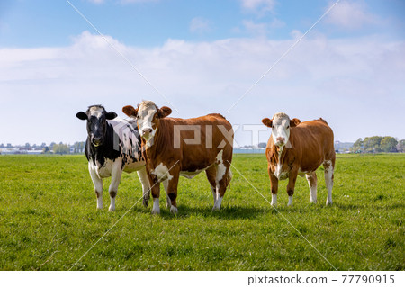 3 curious cows in a green grass pasture in Sassenheim the Netherlands. 77790915
