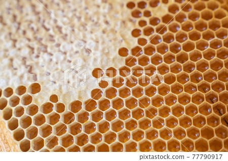 Frames of honeycombs. Fresh honey. Natural organic bee product. Healthy lifestyle. Close-up photo. Frames of honeycombs. Fresh honey. Natural organic bee product. Healthy lifestyle. Close-up photo. 77790917