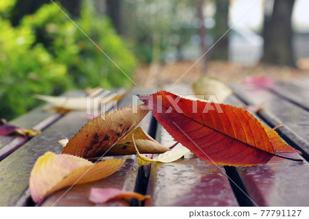 The fallen leaves of cherry blossoms change in various colors and are fun. The fallen leaves of cherry blossoms change in various colors and are fun. 77791127