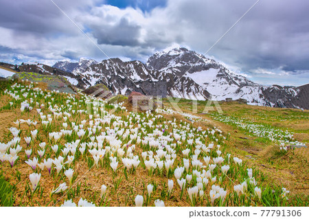 Crocus bloom in spring when snow melts in the mountains Crocus bloom in spring when snow melts in the mountains 77791306