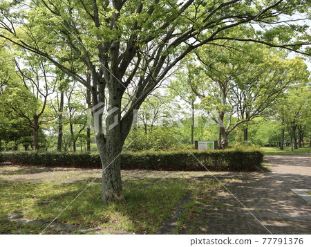 A park 5 minutes from the station Seishin Central Park Spring fresh green of the park A park 5 minutes from the station Seishin Central Park Spring fresh green of the park 77791376