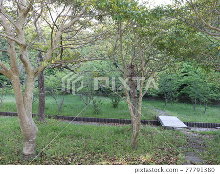 A park 5 minutes from the station Seishin Central Park Spring fresh green of the park A park 5 minutes from the station Seishin Central Park Spring fresh green of the park 77791380