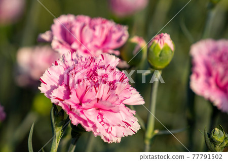 Carnation red and white Carnation red and white 77791502