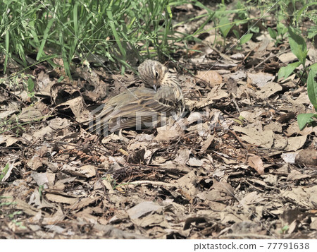 公園裡的橄欖支持的皮皮 77791638