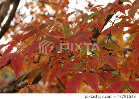 Acer maximowicz（眼藥樹）的鮮紅葉子很漂亮 77791639