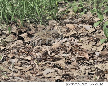 公園裡的橄欖支持的皮皮 公園裡的橄欖支持的皮皮 77791640