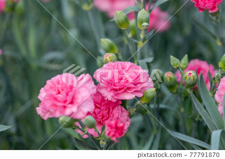Carnation Pink 77791870