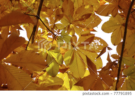 大玉蘭葉變金黃，美麗動人。 77791895