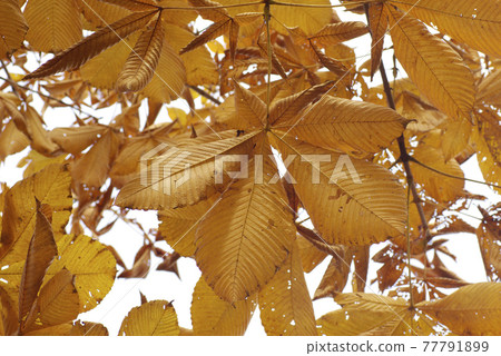 The large magnolia obovata leaves turn golden and beautiful. 77791899