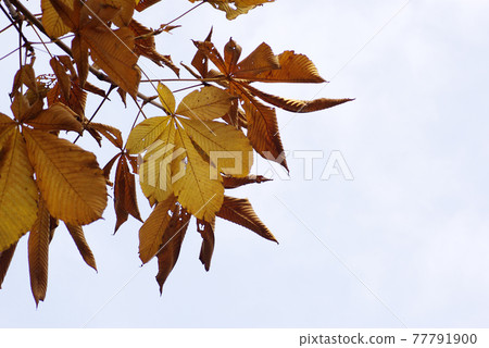 The large magnolia obovata leaves turn golden and beautiful. 77791900