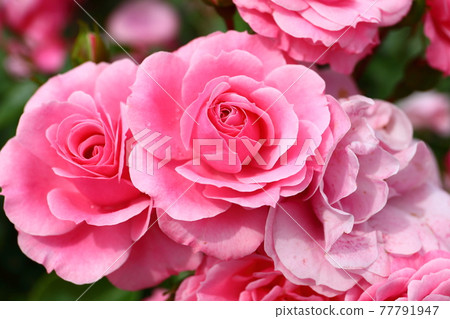 Rose variety name "Royal Bonica" in Ina Town, Ina Town, Kitaadachi District, Saitama Prefecture Rose variety name "Royal Bonica" in Ina Town, Ina Town, Kitaadachi District, Saitama Prefecture 77791947