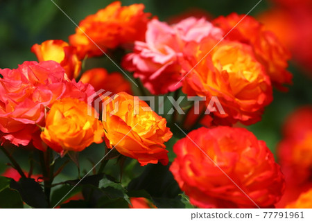 Ina-cho, Kitaadachi-gun, Saitama Prefecture Roses in Ina-cho system enforcement commemorative park Variety name "Fure Taiko" Ina-cho, Kitaadachi-gun, Saitama Prefecture Roses in Ina-cho system enforcement commemorative park Variety name "Fure Taiko" 77791961