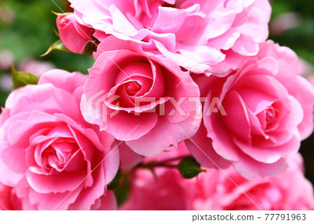 Rose variety name "Royal Bonica" in Ina Town, Ina Town, Kitaadachi District, Saitama Prefecture Rose variety name "Royal Bonica" in Ina Town, Ina Town, Kitaadachi District, Saitama Prefecture 77791963