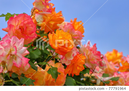 Rose variety name "Sahara '98" in Ina Town, Ina Town, Kitaadachi District, Saitama Prefecture 77791964