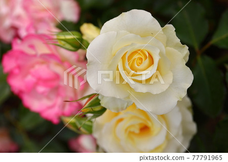 Ina-cho, Kitaadachi-gun, Saitama Prefecture Rose cultivar name "Chord" in Ina-cho system enforcement commemorative park Ina-cho, Kitaadachi-gun, Saitama Prefecture Rose cultivar name "Chord" in Ina-cho system enforcement commemorative park 77791965