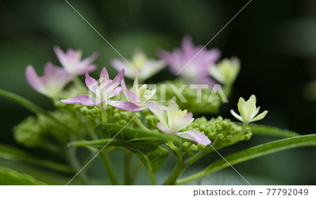 Pink hydrangea 6 Pink hydrangea 6 77792049