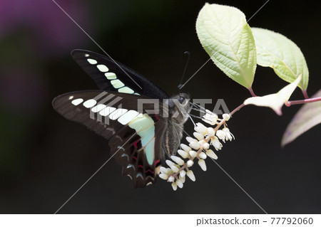 Bluebottle 3 visiting white flowers Bluebottle 3 visiting white flowers 77792060