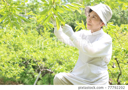 身著白裙坐在三腳架上摘柿子的老婦人 身著白裙坐在三腳架上摘柿子的老婦人 77792202