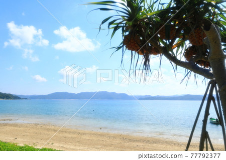 Beautiful scenery of the blue sea that seems to be the southern island of Amami Oshima Beautiful scenery of the blue sea that seems to be the southern island of Amami Oshima 77792377