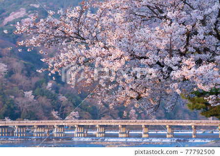 京都春天嵐山渡月橋和櫻花 京都春天嵐山渡月橋和櫻花 77792500