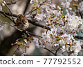Cherry tree and sparrow 77792552