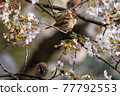 Cherry tree and sparrow 77792553