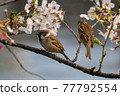Cherry tree and sparrow 77792554