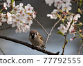 Cherry tree and sparrow 77792555