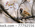 Cherry tree and sparrow 77792556