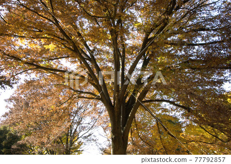 仰望秋葉大櫸樹的景色美不勝收 仰望秋葉大櫸樹的景色美不勝收 77792857