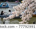 Cherry blossoms and boats 77792991
