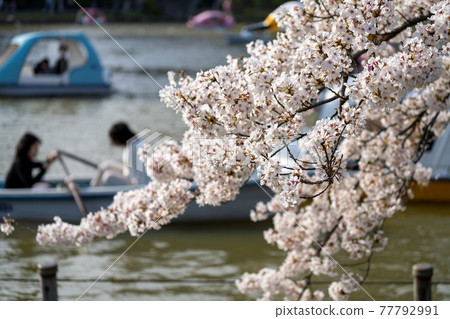 Cherry blossoms and boats Cherry blossoms and boats 77792991