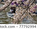 Cherry blossoms and boats 77792994