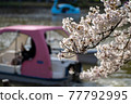 Cherry blossoms and boats 77792995
